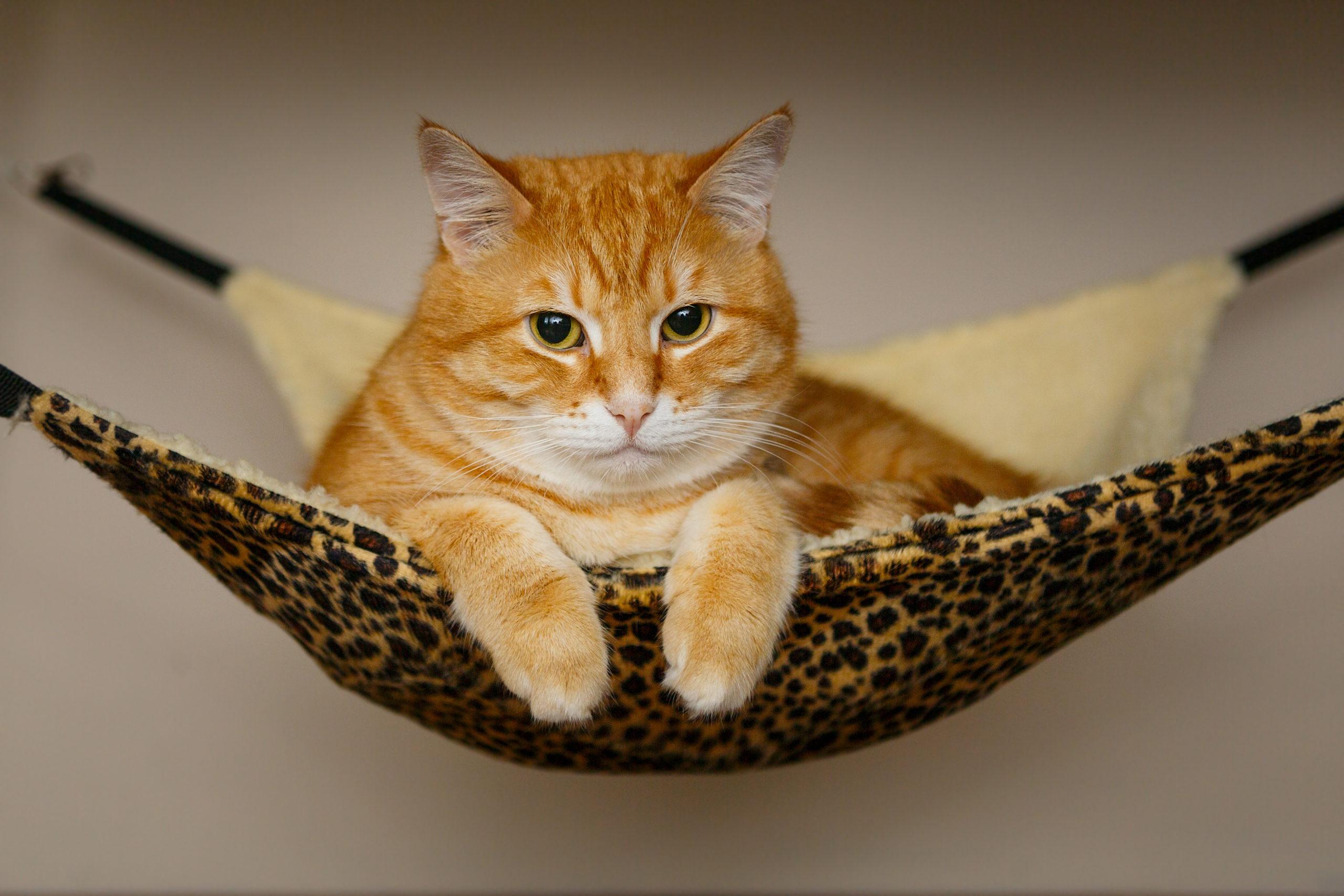 Big and beautiful red cat sleeping in hammock