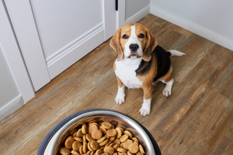Hungry beagle dog sits on the floor and looks at a bowl of dry food. Waiting for feeding. View from above.