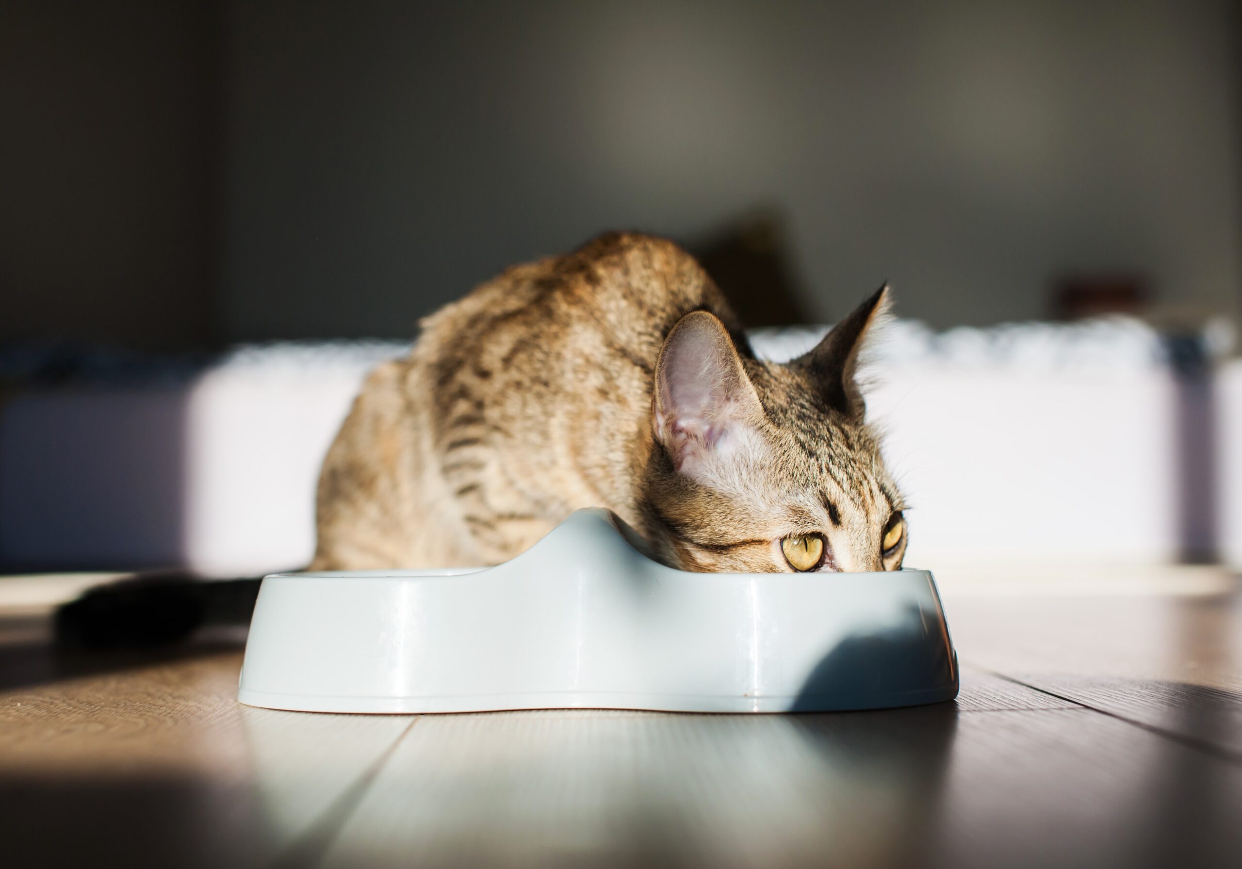 the-cat-eats-food-from-the-feeder-at-home-in-the-s-2026-03-16-23-36-12-utc